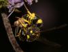 Ancistrocerus sp.